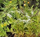 Lysimachia 'Candela'  1L  READY MARCH 2024