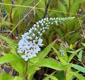 Lysimachia clethroides AGM 1L READY MARCH2024
