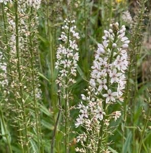 Lysimachia ephemerum 3L