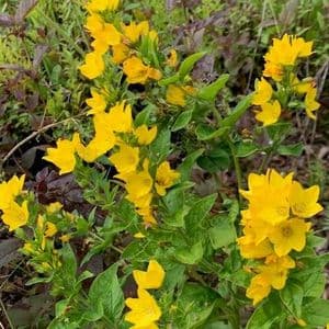 Lysimachia punctata  2L