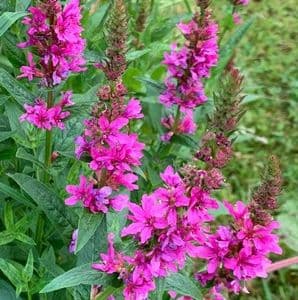 Lythrum salicaria 'Robert'  9cm