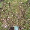 Magnolia stellata  10L  SOLD OUT