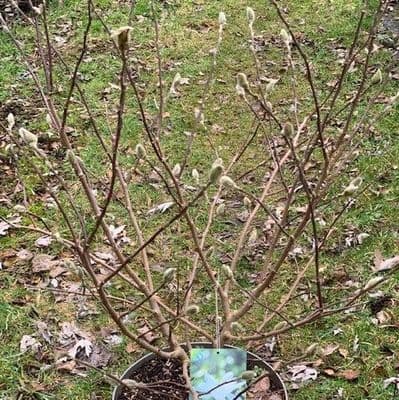 Magnolia stellata  10L  SOLD OUT