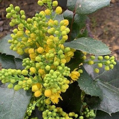 Mahonia aquifolium ' Appollo'  2L  20-30cms