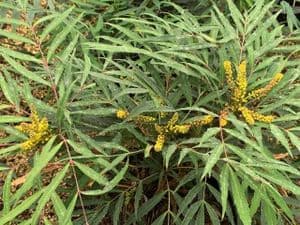 Mahonia eurybracteata 'Sweet Winter'  12L 40-60cms