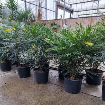 Mahonia eurybracteata 'Sweet Winter' 20L  80-100cms