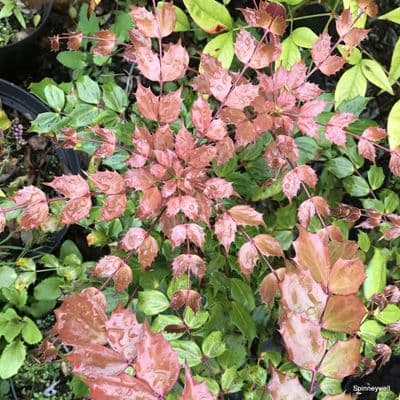 Mahonia nitens 'Cabaret'  3L  NEW STOCK