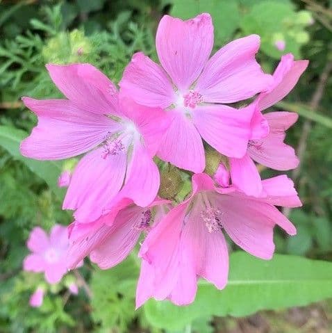 Malva sylvestris (common mallow) 1L