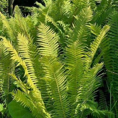 Matteuccia struthiopteris   5L
