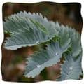 Melianthus major 2/3L   Honey Flower