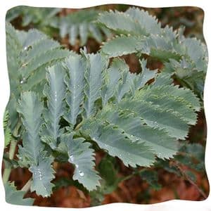 Melianthus major 2/3L   Honey Flower