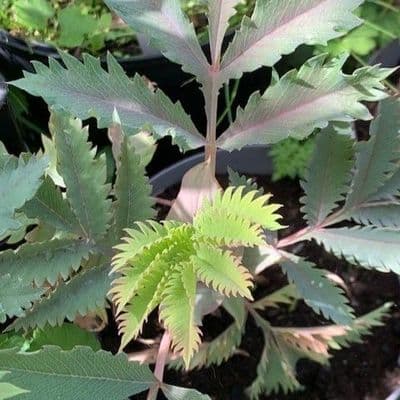 Melianthus major Purple Leaf  2L  5L READY SEPT 2026