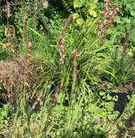 Melica altissima Atropurpurea  2L