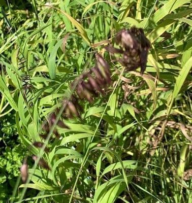 Melica altissima Atropurpurea  2L