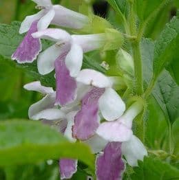 Melittis 'Royal Distinction'  2L