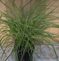 Miscanthus 'Cute One'  9cm
