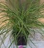 Miscanthus 'Cute One'  9cm