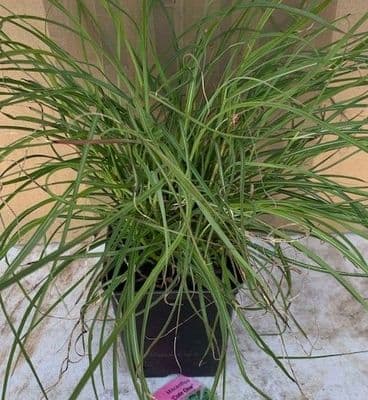 Miscanthus 'Cute One'  9cm