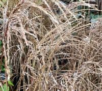 Miscanthus 'Flamingo'  AGM  2L