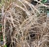 Miscanthus 'Flamingo'  AGM  2L