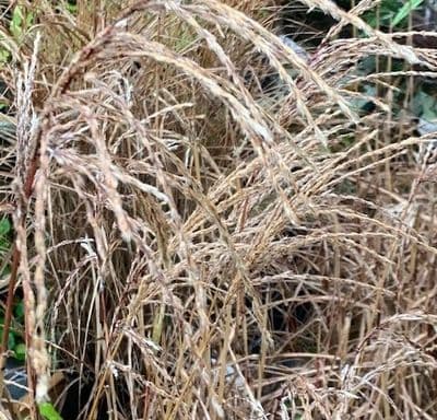 Miscanthus 'Flamingo'  AGM  2L