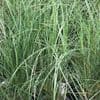 Miscanthus 'Kleine Fontaine'  3L