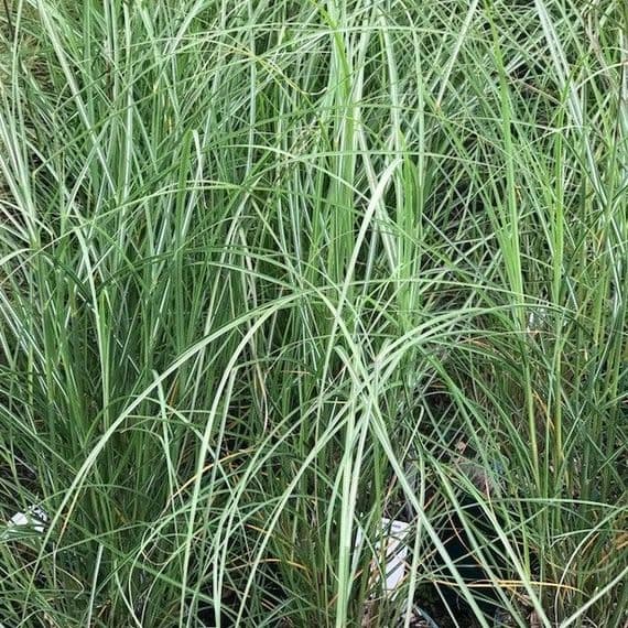 Miscanthus 'Kleine Fontaine'  3L