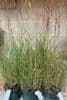 Miscanthus 'Kleine Silverspinne'  3L