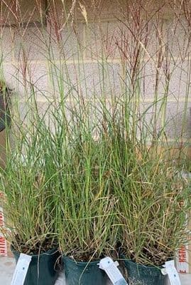 Miscanthus 'Kleine Silverspinne'  3L