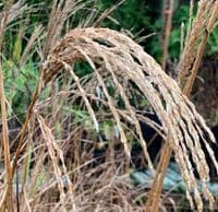 Miscanthus 'Malepartus'  3L