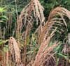 Miscanthus 'Malepartus'  3L