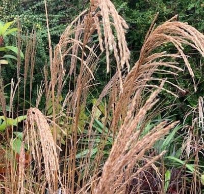 Miscanthus 'Malepartus'  3L