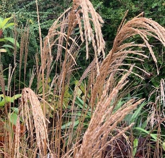 Miscanthus 'Malepartus'  3L