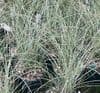 Miscanthus 'Morning Light' AGM  3L