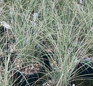 Miscanthus 'Morning Light' AGM  3L