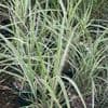 Miscanthus sin. 'Variegatus'  3L   SOLD OUT