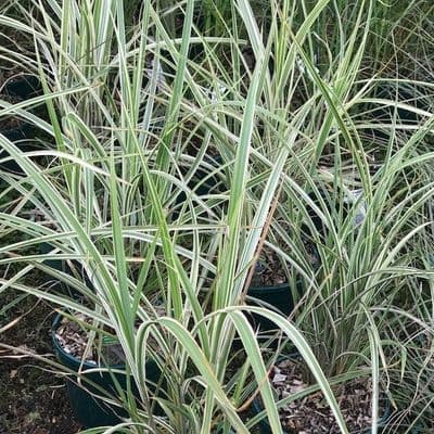 Miscanthus sin. 'Variegatus'  3L   SOLD OUT