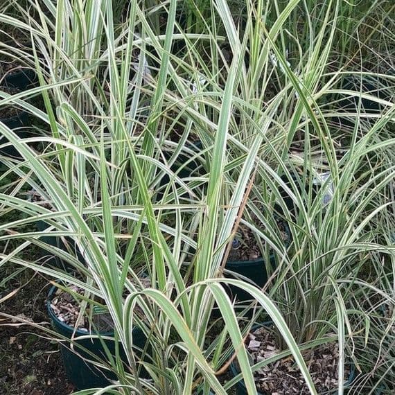 Miscanthus sin. 'Variegatus'  3L   SOLD OUT