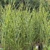 Miscanthus 'Strictus'  porcupine grass  5L