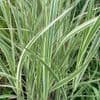 Miscanthus 'Variegatus'  3L