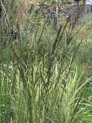 Molinia caerulea 'Dauerstrahl'  2L
