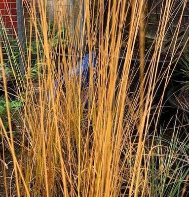 Molinia caerulea 'Heidebraut'  2L