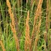 Molinia 'Karl Foerster'  2L   syn. Calamagrostis stricta