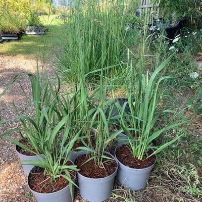 Molinia 'Skyracer'  2L (tall purple moor grass)