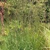 Molinia 'Transparent'   2L