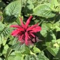 Monarda 'Knight Rose'  3L