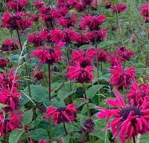 Monarda 'Knight Rose'  3L
