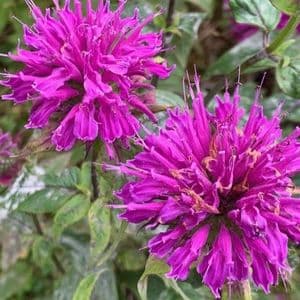 Monarda 'Prarie Night'  2L