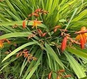 Montbretia (Crocosmia) bare root clump