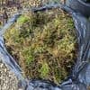 MOSS - SPHAGNUM MOSS FOR WREATHS & HANGING BASKETS 10-15KG